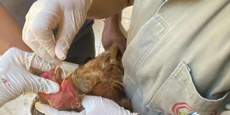 estado-conclui-novo-ciclo-de-vigilancia-e-fica-livre-de-gripe-aviaria-e-doenca-de-newcastle