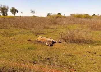 fiscalizacao-encontra-80-bois-mortos-e-animais-desnutridos-em-fazenda-de-santa-helena
