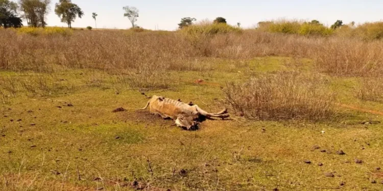 fiscalizacao-encontra-80-bois-mortos-e-animais-desnutridos-em-fazenda-de-santa-helena