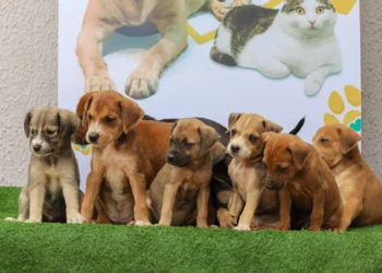 feira-de-adocao-de-caes-e-gatos-e-realizada-em-aparecida-neste-sabado,-26