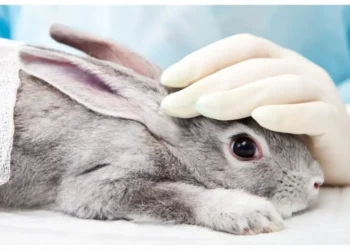 lula-sanciona-lei-que-proibe-uso-de-animais-em-testes-da-industria-de-cosmeticos