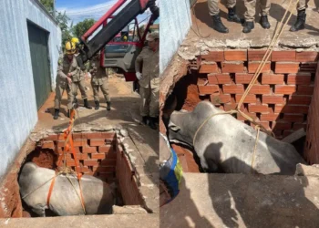 bombeiros-resgatam-boi-que-caiu-em-fossa-em-goiania