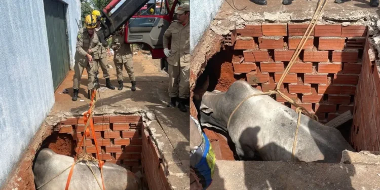 bombeiros-resgatam-boi-que-caiu-em-fossa-em-goiania