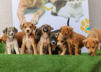 feira-promove-adocao-de-caes-e-gatos-neste-sabado-em-aparecida