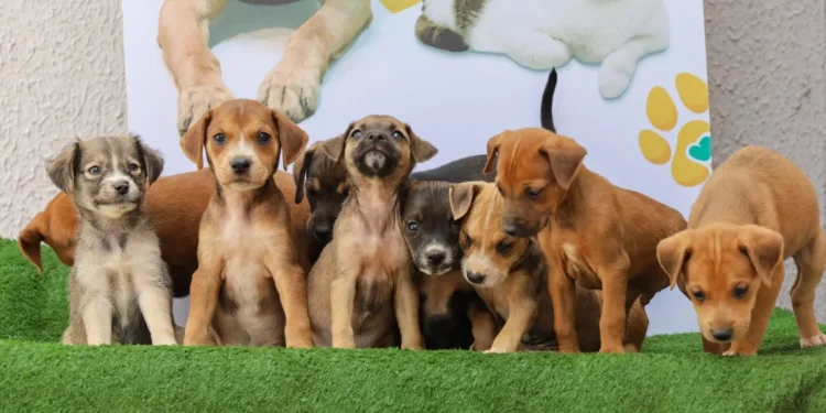 feira-promove-adocao-de-caes-e-gatos-neste-sabado-em-aparecida