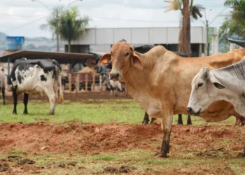 leite-uht-tem-primeira-alta-em-tres-anos-e-sinaliza-reacao-do-setor-lacteo-em-goias