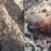 corpo-em-decomposicao-e-encontrado-em-chacara-de-aparecida-de-goiania