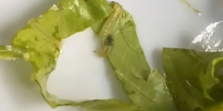 ‘larvas’-teriam-sido-encontradas-nas-refeicoes-servidas-no-hospital-das-clinicas-da-ufg