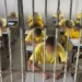 inscricoes-de-privados-de-liberdade-no-enem-bateram-novo-recorde-em-goias