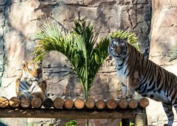 zoologico-sacrifica-tres-filhotes-de-tigre-rejeitados-pela-mae;-entenda