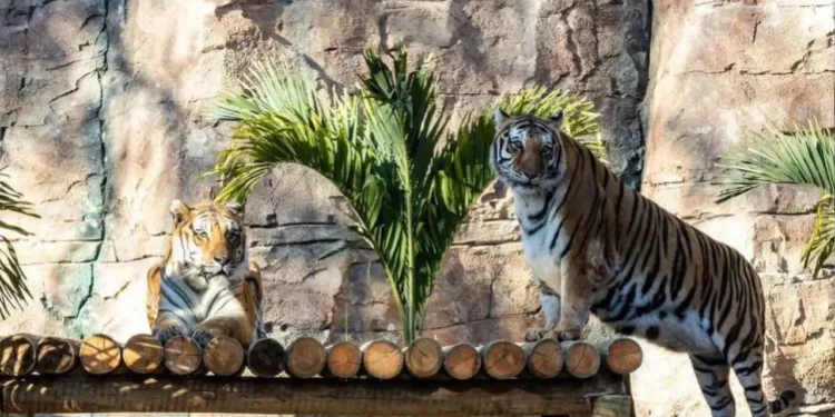 zoologico-sacrifica-tres-filhotes-de-tigre-rejeitados-pela-mae;-entenda