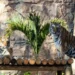 zoologico-sacrifica-tres-filhotes-de-tigre-rejeitados-pela-mae;-entenda