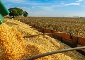 goias-deve-colher-safra-recorde-de-milho-e-alcancar-maior-rendimento-em-12-anos