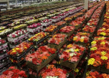 mercado-de-flores-de-luxo-cresce-30%-no-brasil-e-se-aproxima-de-r$-20-bilhoes