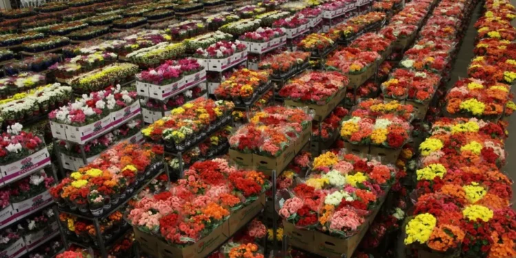 mercado-de-flores-de-luxo-cresce-30%-no-brasil-e-se-aproxima-de-r$-20-bilhoes