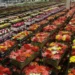 mercado-de-flores-de-luxo-cresce-30%-no-brasil-e-se-aproxima-de-r$-20-bilhoes