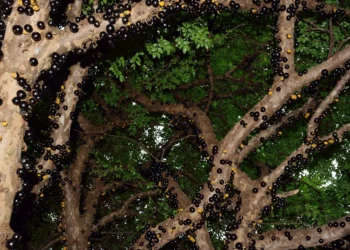 temporada-da-jabuticaba-em-hidrolandia-sera-aberta-no-fim-de-agosto