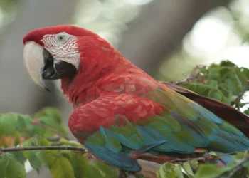 goias-aposta-no-turismo-de-aves-e-quer-ampliar-participacao-em-mercado-de-us$-90-bilhoes