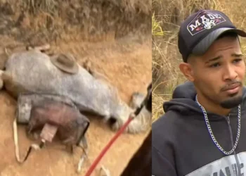 homem-que-cortou-4-patas-de-cavalo-diz-que-estava-bebado-e-transtornado;-“nao-sou-um-monstro: