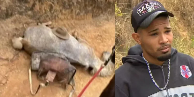 homem-que-cortou-4-patas-de-cavalo-diz-que-estava-bebado-e-transtornado;-“nao-sou-um-monstro: