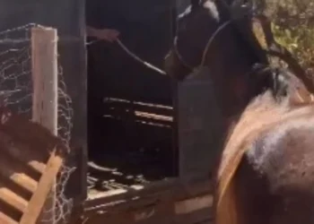 dois-homens-sao-presos-em-bela-vista-de-goias-suspeitos-de-furto-de-gado