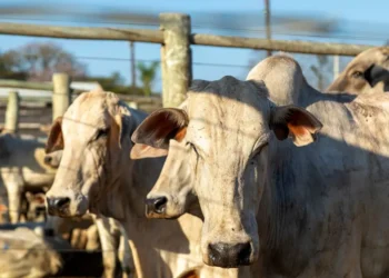 mercado-de-genetica-bovina-cresce-14,3%-no-brasil-e-exporta-para-31-paises