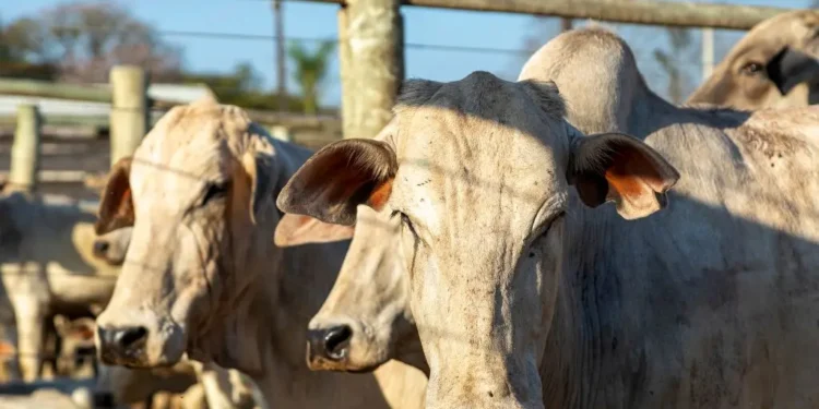 mercado-de-genetica-bovina-cresce-14,3%-no-brasil-e-exporta-para-31-paises