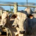 mercado-de-genetica-bovina-cresce-14,3%-no-brasil-e-exporta-para-31-paises