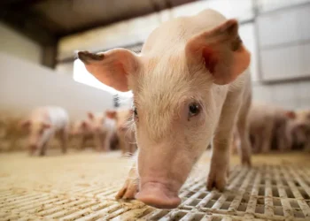 brasil-vive-melhor-semestre-da-historia-na-producao-de-carne-suina