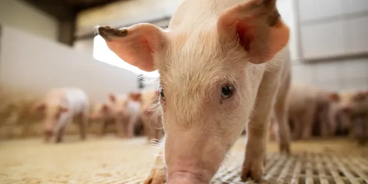 brasil-vive-melhor-semestre-da-historia-na-producao-de-carne-suina