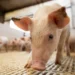 brasil-vive-melhor-semestre-da-historia-na-producao-de-carne-suina