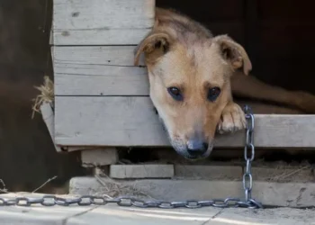 sao-paulo-proibe-correntes-em-caes-e-gatos-e-endurece-lei-contra-maus-tratos