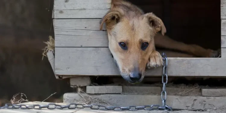 sao-paulo-proibe-correntes-em-caes-e-gatos-e-endurece-lei-contra-maus-tratos