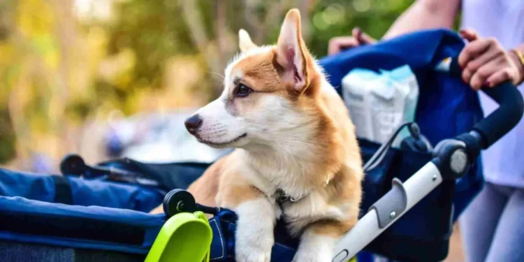 quem-sao-os-alvos-da-megaoperacao-que-liga-pcc-a-faria-lima