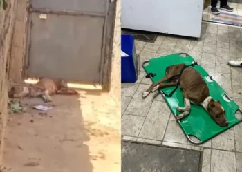 cachorro-vitima-de-maus-tratos-e-resgatado,-em-aparecida-de-goiania