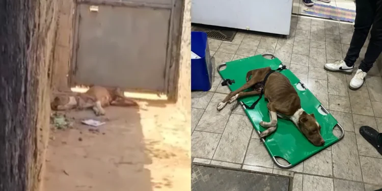 cachorro-vitima-de-maus-tratos-e-resgatado,-em-aparecida-de-goiania