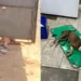 cachorro-vitima-de-maus-tratos-e-resgatado,-em-aparecida-de-goiania