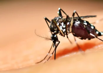 aparecida-de-goiania-intensifica-combate-ao-aedes-aegypti-com-uso-de-armadilhas