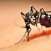aparecida-de-goiania-intensifica-combate-ao-aedes-aegypti-com-uso-de-armadilhas
