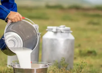 preco-do-leite-cai-em-goias-apos-sete-meses-de-alta-e-acende-alerta-para-produtores