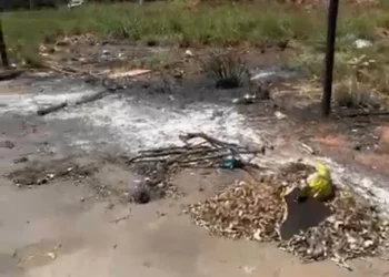 cachorros-sao-encontrados-mortos-na-leste-oeste,-em-goiania