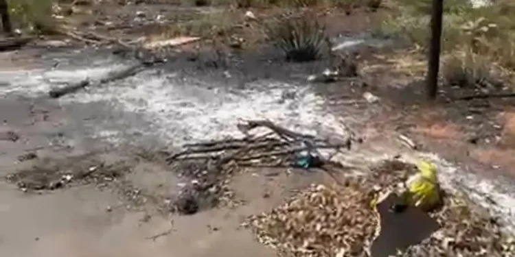 cachorros-sao-encontrados-mortos-na-leste-oeste,-em-goiania