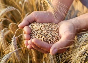 goias-mantem-protagonismo-no-trigo-fora-do-sul,-mas-clima-reduz-ganhos-no-sequeiro