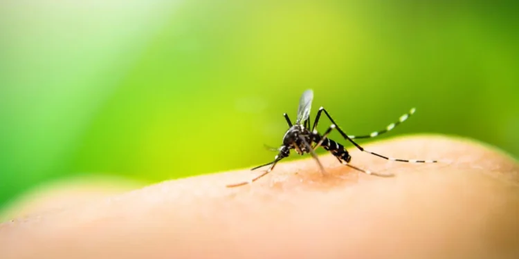 goias-confirma-circulacao-da-febre-amarela-apos-morte-de-macaco