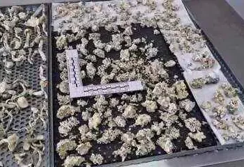 policia-desmonta-esquema-milionario-de-cogumelos-alucinogenos