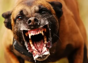 idosa-morre-apos-ataque-de-cachorro-pitbull-em-anapolis