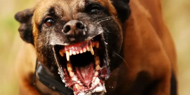 idosa-morre-apos-ataque-de-cachorro-pitbull-em-anapolis