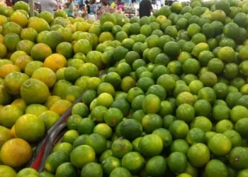 brasil-amplia-cultivo-e-exportacao-do-limao-tahiti