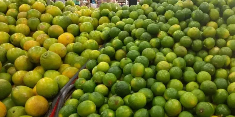 brasil-amplia-cultivo-e-exportacao-do-limao-tahiti