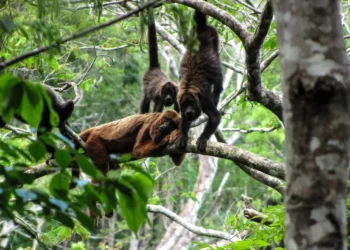 quarto-caso-de-febre-amarela-em-macacos-e-confirmado-em-goias